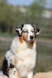 BERGER AUSTRALIEN 174